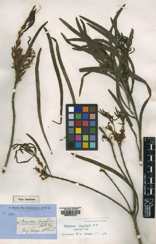 Persoonia longifolia R.Br. - BM000645737