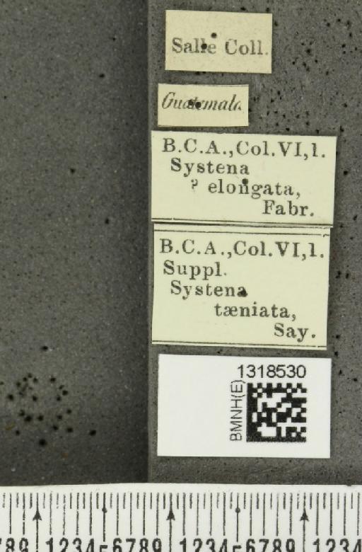 Systena elongatula Csiki, 1939 - BMNHE_1318530_label_26440