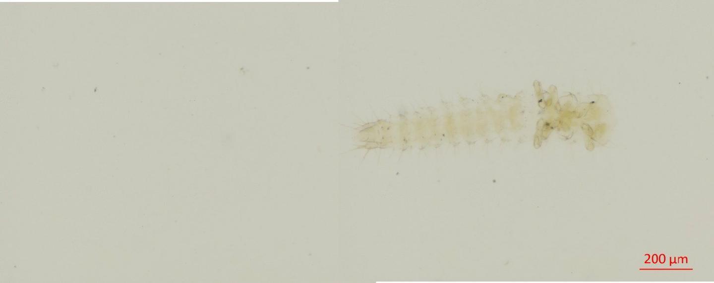 To NHMUK collection (Omaliinae MacLeay, W. S., 1825; NHMUK:ecatalogue:6541978)