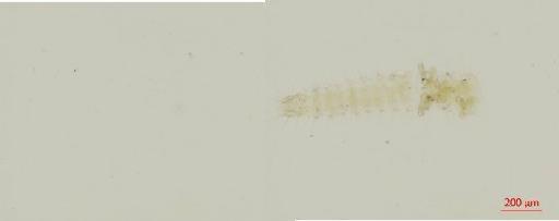 Omaliinae MacLeay, W. S., 1825 - 010132250__2016_05_05-Scene-2-ScanRegion1