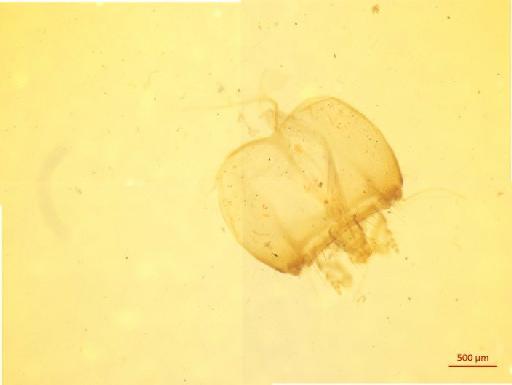 Cerambycinae Latreille, 1802 - 010134199___1
