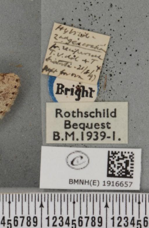 Ectropis crepuscularia (Denis & Schiffermüller, 1775) - BMNHE_1916657_label_483424