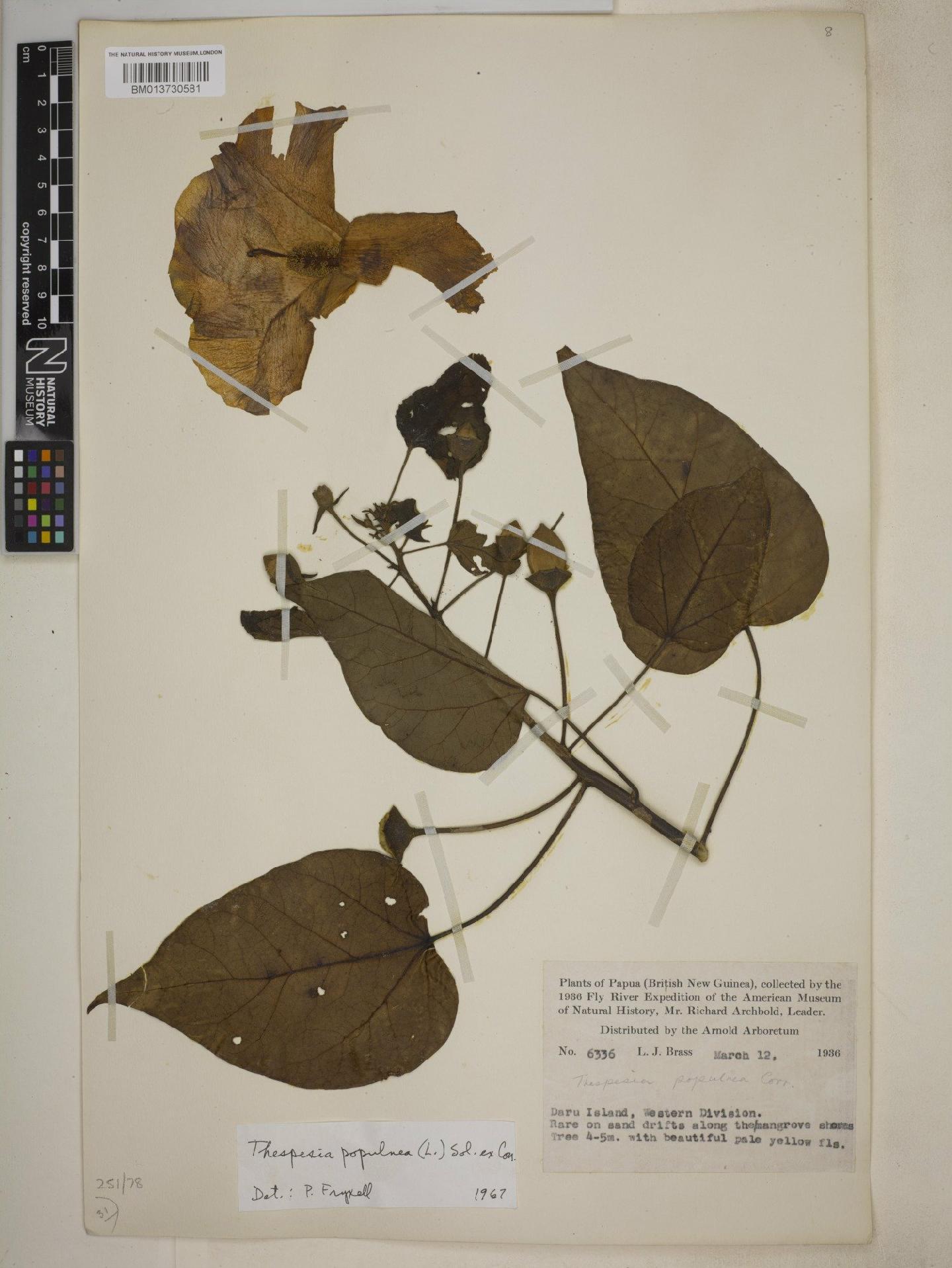 To NHMUK collection (Thespesia populnea (L.) Sol. ex Corrêa; NHMUK:ecatalogue:8916241)