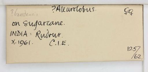Aleurolobus barodensis Maskell, W.M., 1896 - 013475107_additional