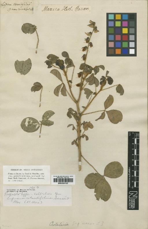 Lupinus rotundifolius Sesse & Moc. - BM000901027