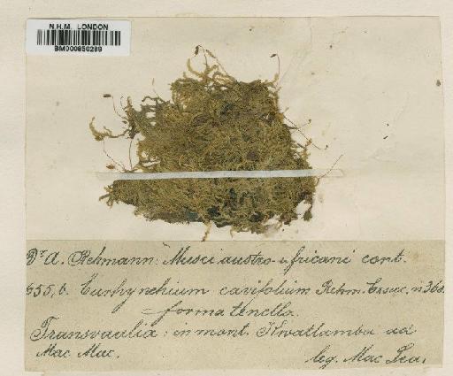Microthamnium cavifolium Dixon - BM000850289
