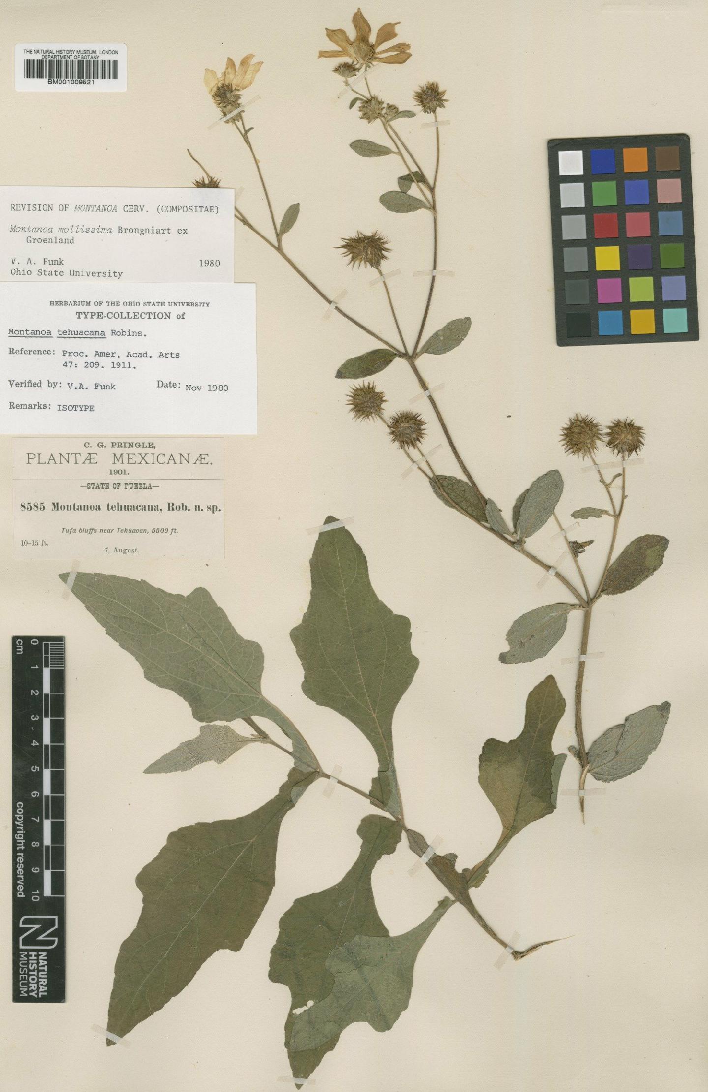 To NHMUK collection (Montanoa mollissima Brongn. ex Groenl.; Isotype; NHMUK:ecatalogue:612177)