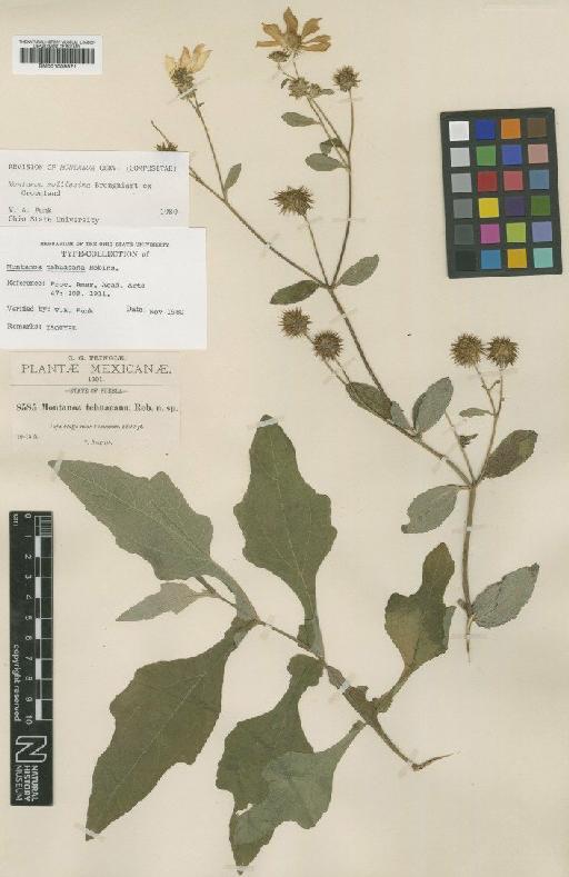 Montanoa mollissima Brongn. ex Groenl. - BM001009521