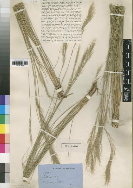 Aristida welwitschii Rendle - BM000922925