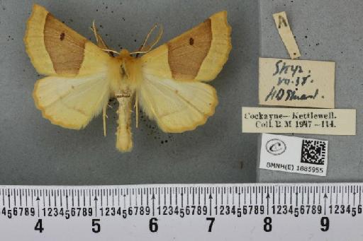 Crocallis elinguaria ab. fasciata Gillmer, 1908 - BMNHE_1885955_452991