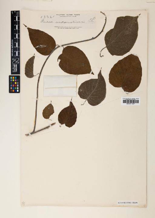 Ipomoea barnesii (Merr.) J.R.I.Wood & Scotland - 001014507
