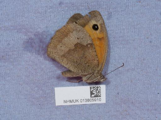 Maniola jurtina iernes ab. fracta Zweigelt, 1918 - 013805910_2