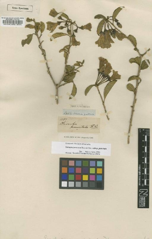 Saracha punctata subsp. punctata Ruiz & Pav. - BM000043602