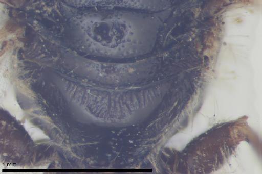 Melitta villosula Kirby, 1802 - 013380582-NHMUK-Melitta_villosula-lectotype-male-propodeum-dorsal-8_0x