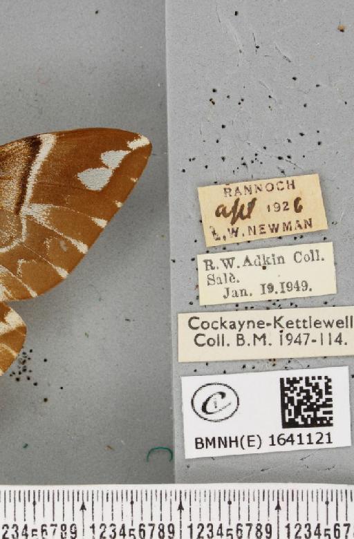 Endromis versicolora (Linnaeus, 1758) - BMNHE_1641121_label_202899