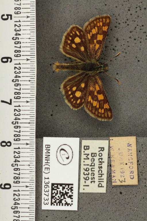 Carterocephalus palaemon (Pallas, 1771) - BMNHE_1363733_175998