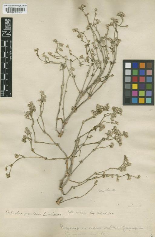 Polycarpaea arenaria (Lour.) Gagnep. - BM000583700