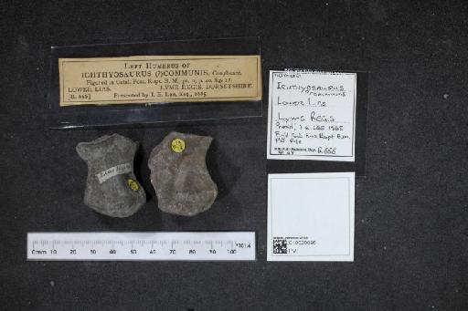 Ichthyosaurus De la Beche & Conybeare, 1821 - 010020095_L010040093