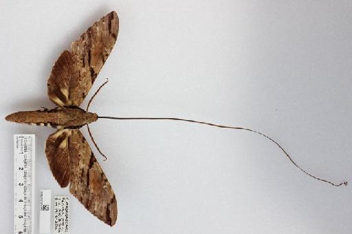 Xanthopan praedicta (Rothschild & Jordan, 1903) - NHMUK010247905_Xanthopan_morganii_praedicta_male_dorsal_&_labels