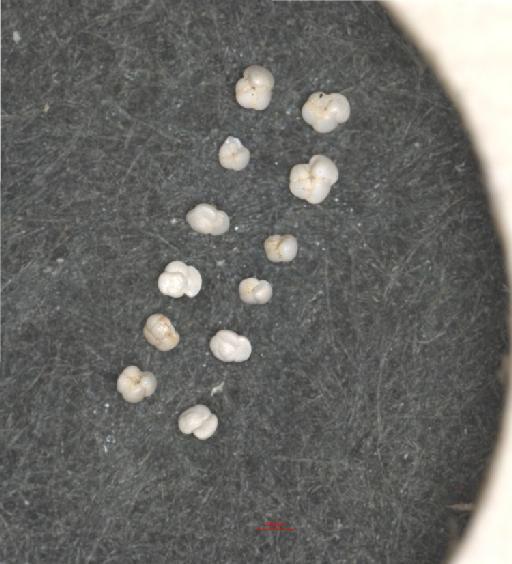 Globorotalia punctulata (d'Orb.) - ZF6910