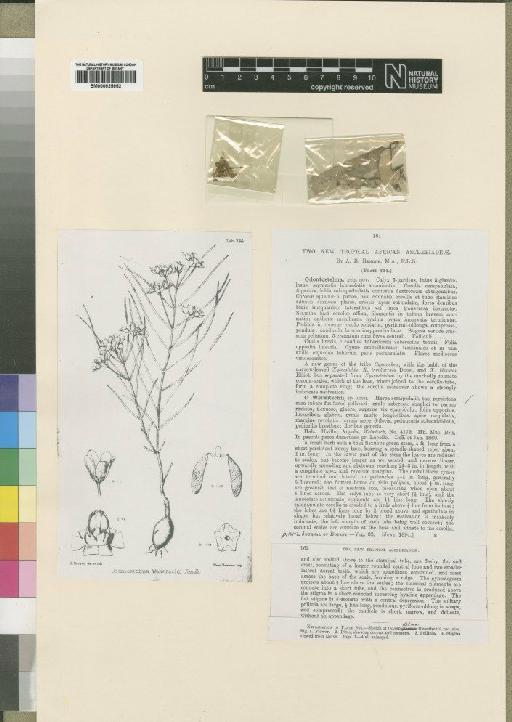 Schizoglossum welwitschii (Rendle) N.E.Br. - BM000925952