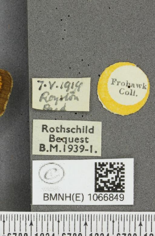 Lasiommata megera ab. alberti Albert, 1895 - BMNHE_1066849_label_28564