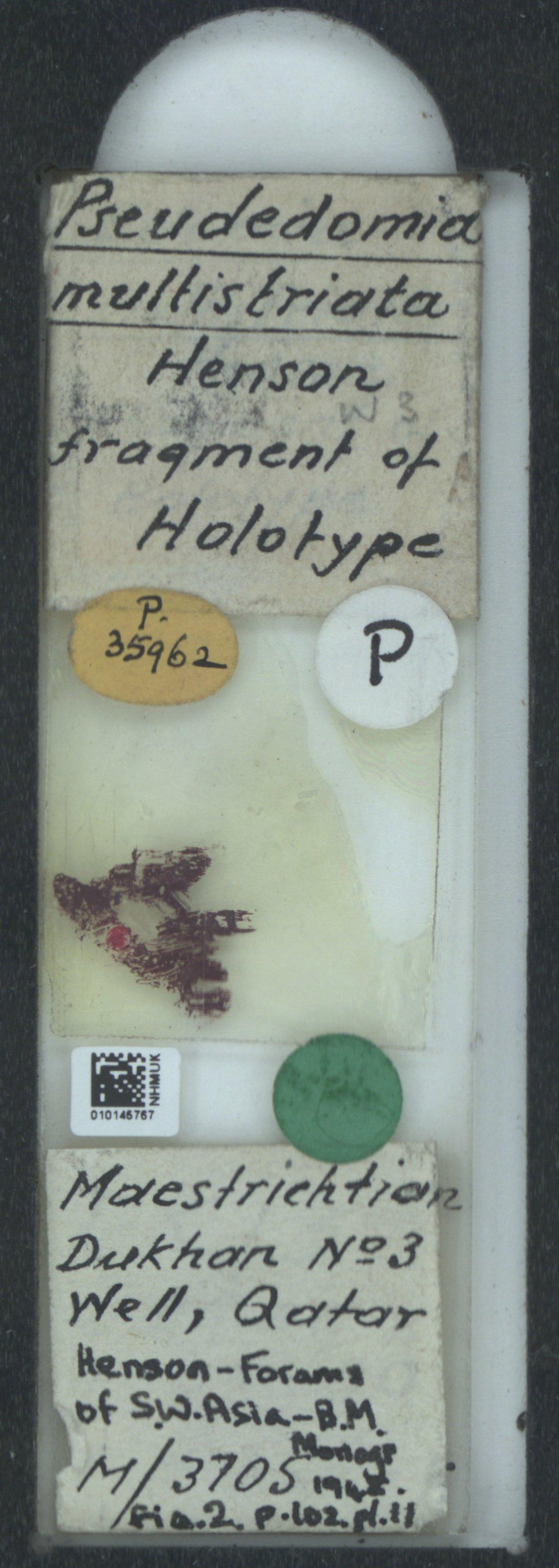 To NHMUK collection (Pseudedomia multistriata Henson, 1948; Holotype; NHMUK:ecatalogue:2324142)