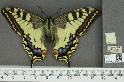 Papilio machaon britannicus ab. pallida Tutt, 1896 - BMNHE_1079446_64833