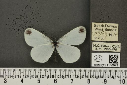 Leptidea sinapis sinapis Linnaeus, 1758 - BMNHE_1118043_73219