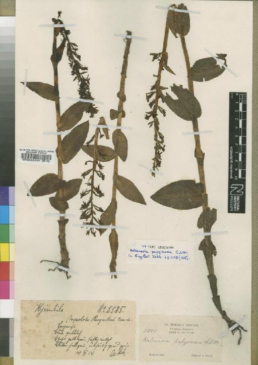 Habenaria papyracea Schltr. - BM000033767