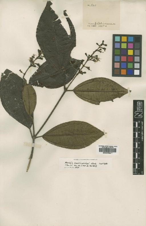 Miconia sancti-philippi Naudin - BM000799677