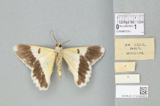 Pingasa lariaria (Walker, 1860) - 012499869_reverse