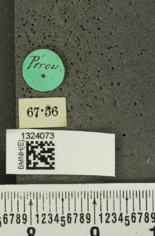 Acalymma venalis (Erichson, 1847) - BMNHE_1324073_label_20913