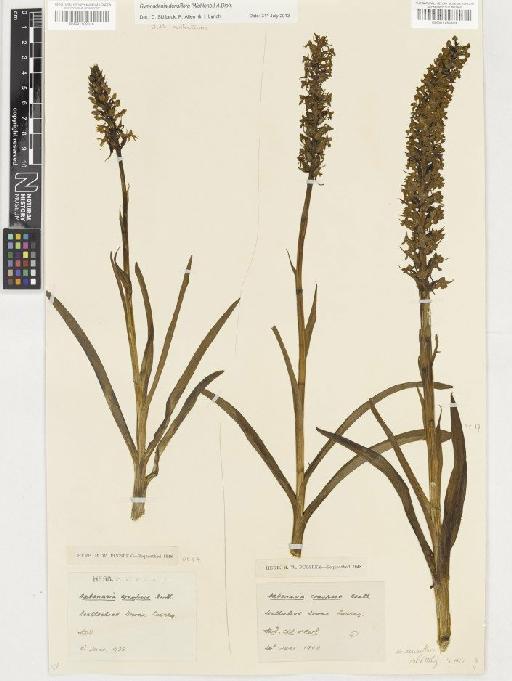 Gymnadenia densiflora (Wahlenb.) A.Dietr. - BM001130348