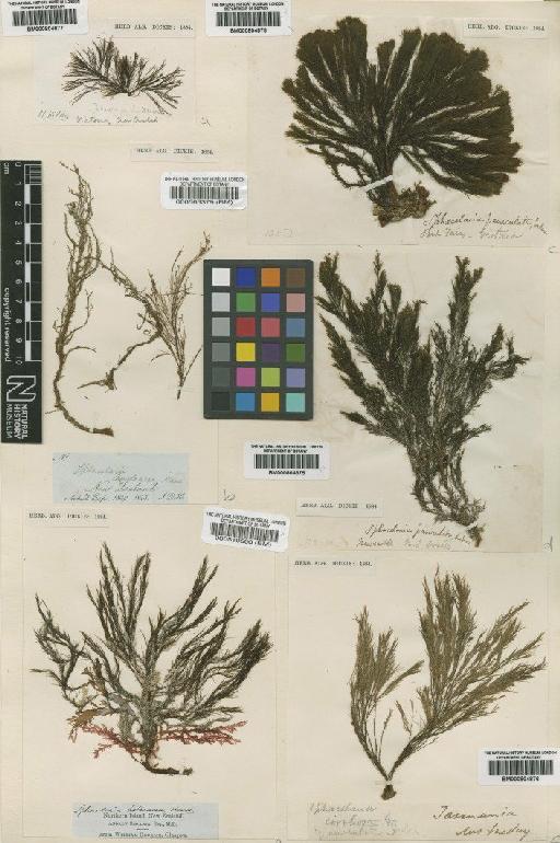 Stypocaulon paniculatum (Suhr) Kütz. - BM000804875