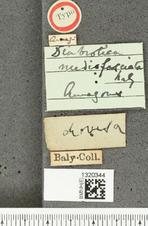 Diabrotica mediofasciata Baly, 1890 - BMNHE_1320344_label_17875