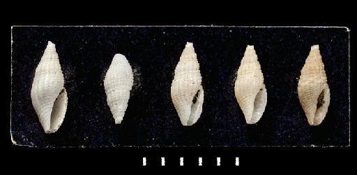 Mitra (Thala) pleurotomoides E. A. Smith, 1890 - 1889.10.1.361-365