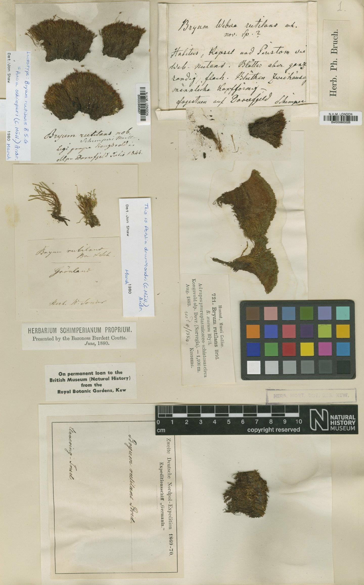 To NHMUK collection (Pohlia nutans (Hedw.) Lindb.; Lectotype; NHMUK:ecatalogue:1989192)