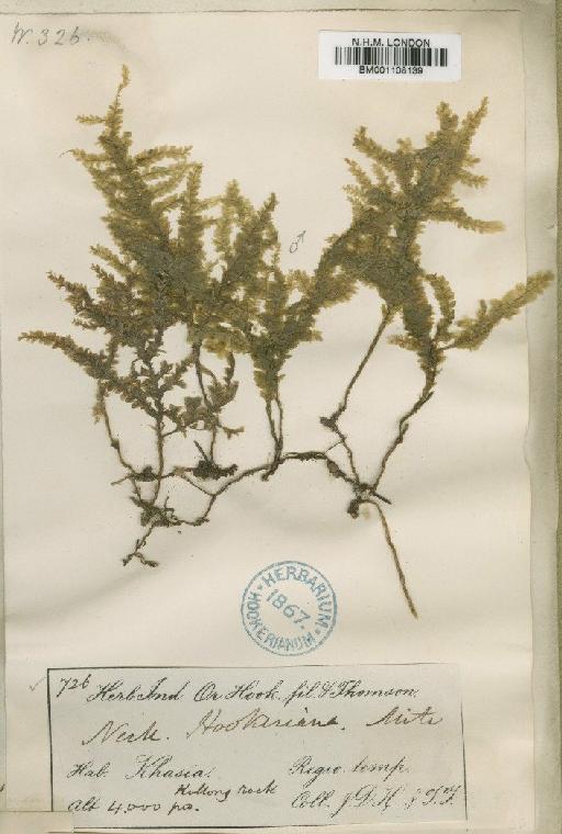 Homaliodendron montagneanum (Müll.Hal.) M.Fleisch. - BM001108139