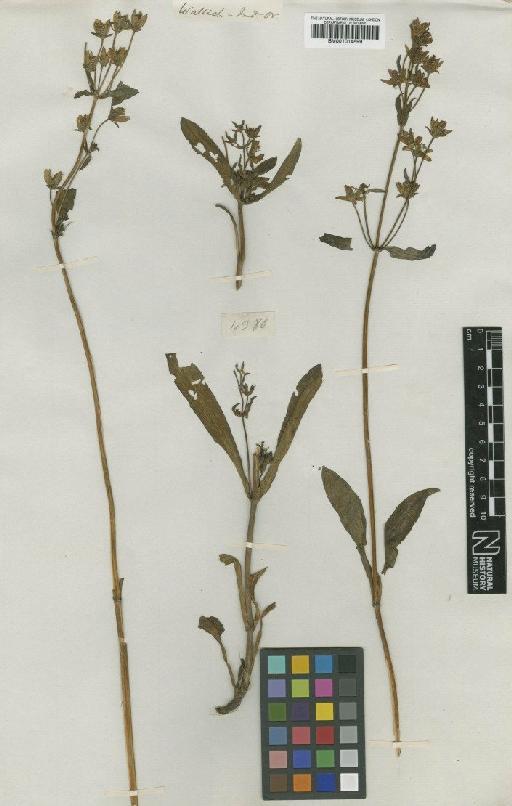 Swertia cuneata D.Don - BM001014599