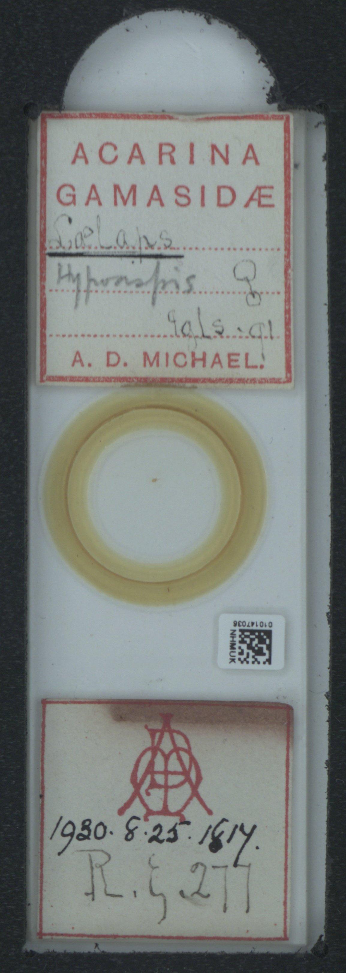 To NHMUK collection (Laelaps C.L. Koch, 1836; NHMUK:ecatalogue:6550007)