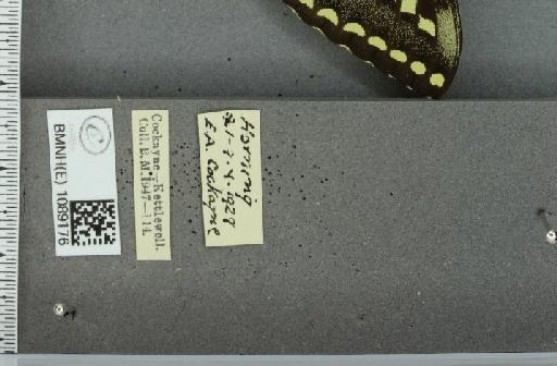 Papilio machaon britannicus Seitz, 1907 - BMNHE_1089176_label_63966