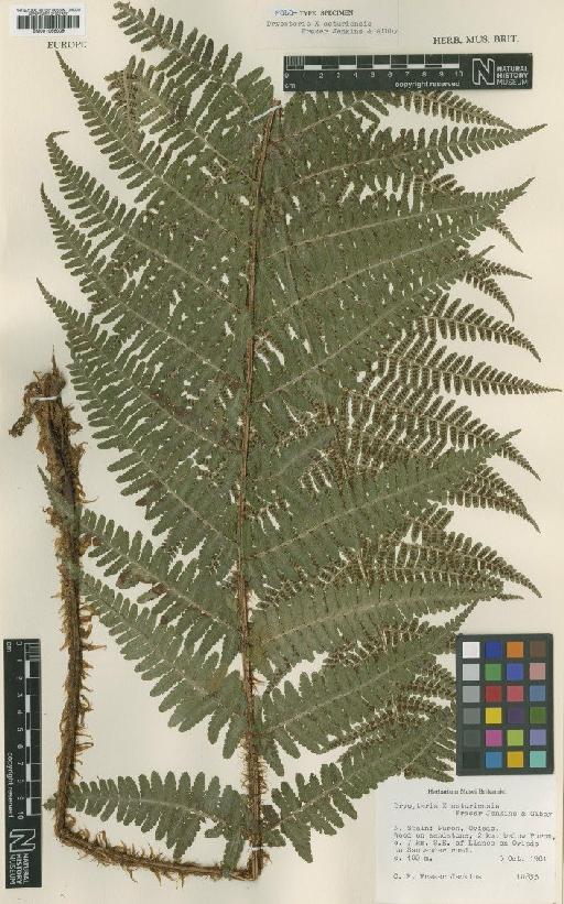 Dryopteris × asturiensis Fraser-Jenk. & Gibby - BM001066009