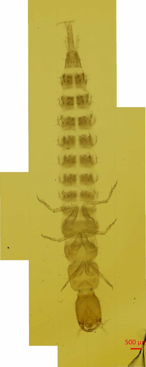 Quedius molochinus (Gravenhorst, 1806) - 010132910__2016_05_25-Scene-1-ScanRegion0