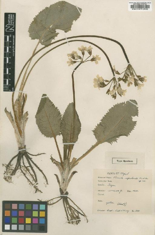 Primula tanneri subsp. nepalensis (Sm) Richards - BM000521879