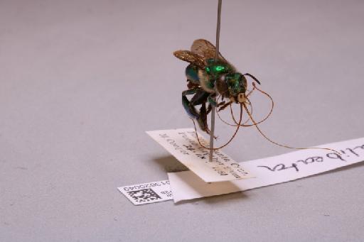 Euglossa chalybeata Friese, H., 1925 - 013620049_additional_4