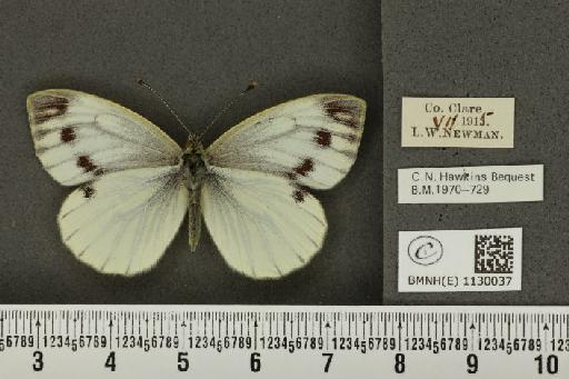 Pieris napi britannica Müller & Kautz, 1939 - BMNHE_1130037_86184