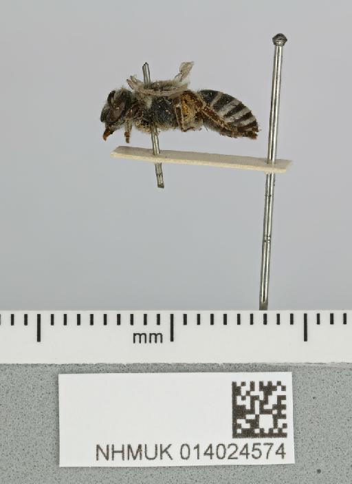 Colletes canescens Smith, F., 1853 - 014024574__-