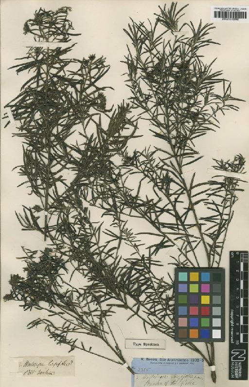 Westringia longifolia R.Br. - BM001040998