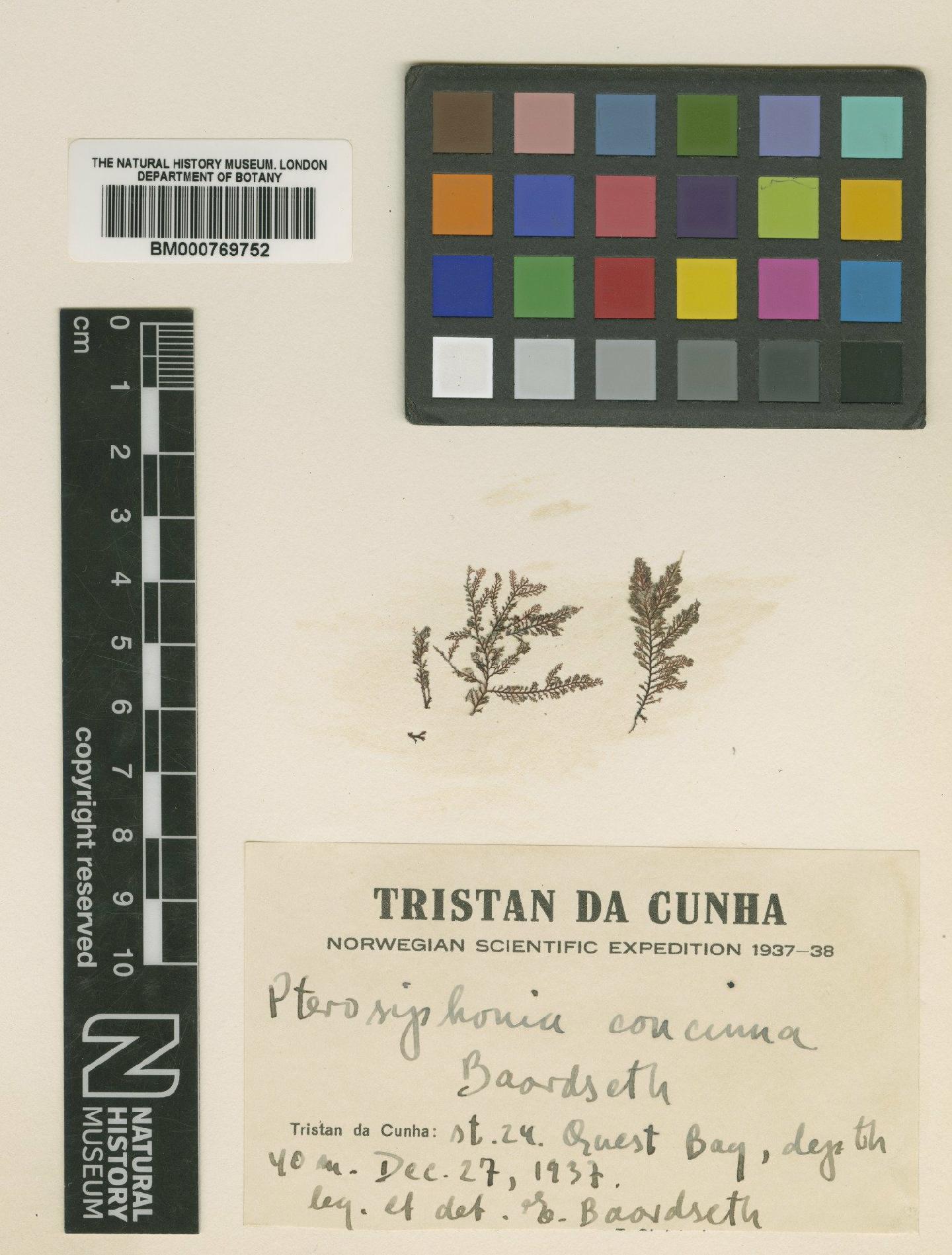 To NHMUK collection (Pterosiphonia concinna Baardseth; Isotype; NHMUK:ecatalogue:426333)